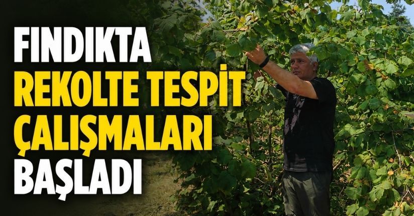 Fındıkta rekolte tespit çalışmaları başladı