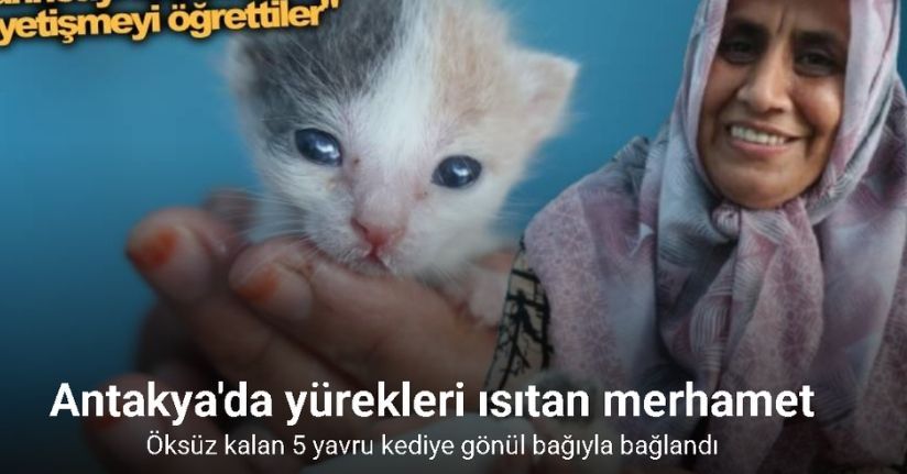 Anneleri telef olan yavru kedileri merhametiyle büyüten kadın, hayvanları biberonla besliyor