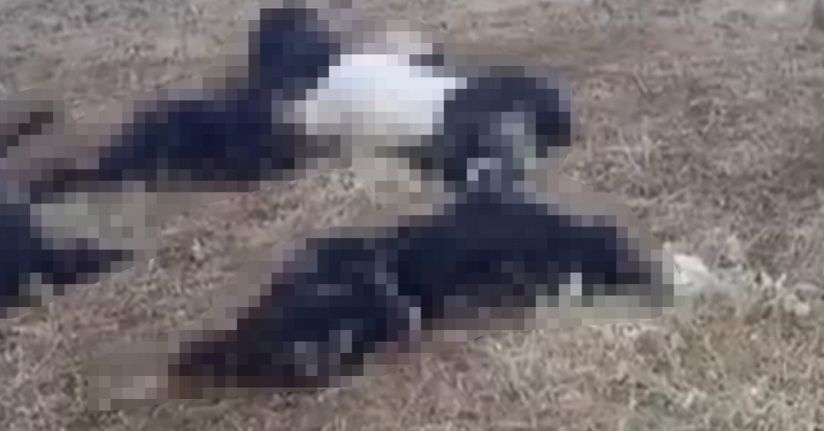 Bitlis’te yıldırım faciası: Onlarca küçükbaş hayvan telef oldu