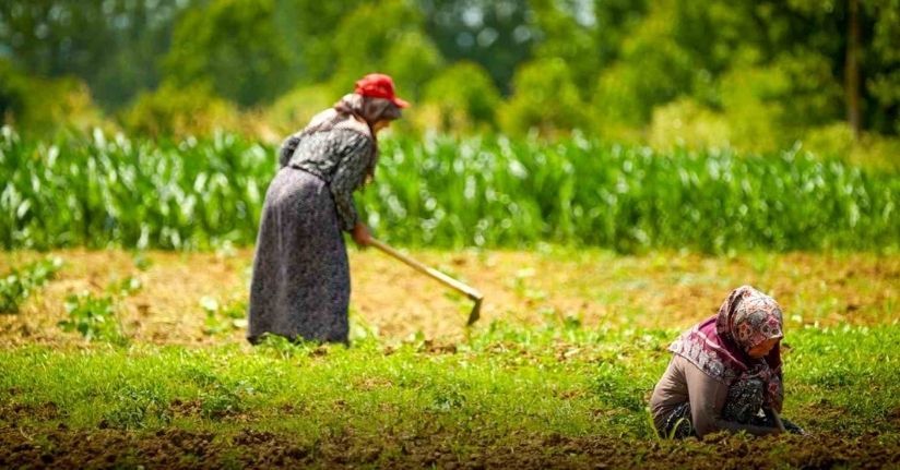 Kocaeli’de tarım ve hayvancılığa 7 yılda 1,5 milyar lirayı aşkın destek sağlandı