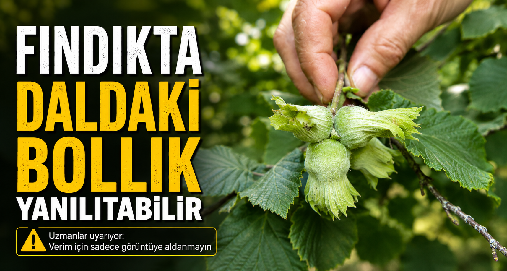 Fındıkta daldaki bolluk yanıltabilir