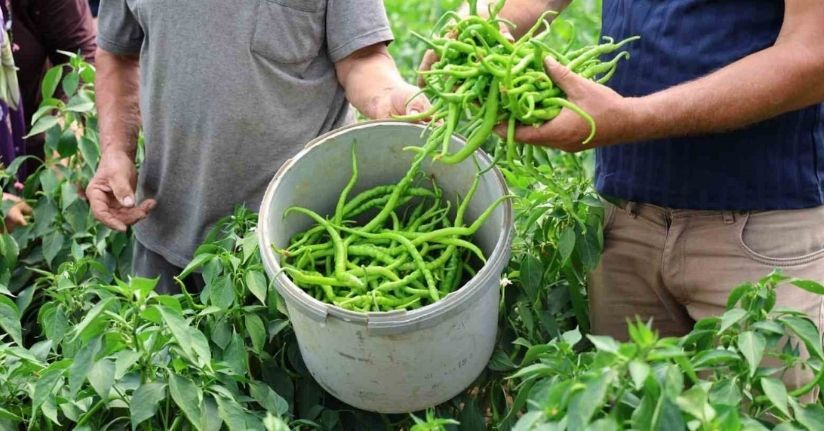 Kocaeli’de yüzde 50 hibe destekli modern seralarda ilk hasat başladı
