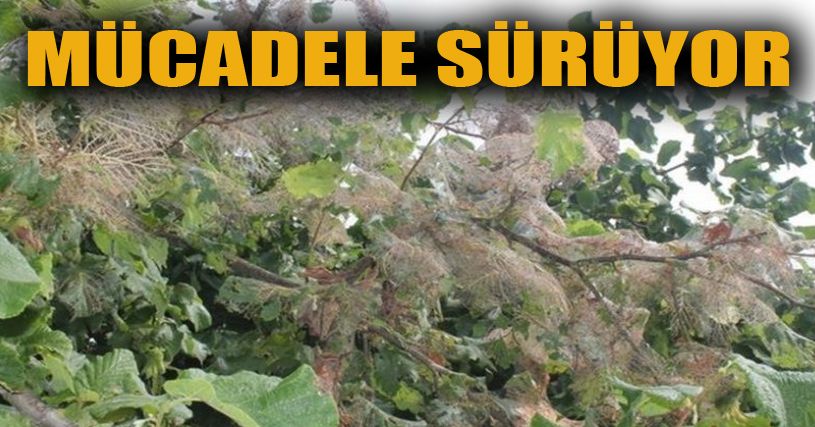 Amerikan Beyaz Kelebeği ile mücadele sürüyor