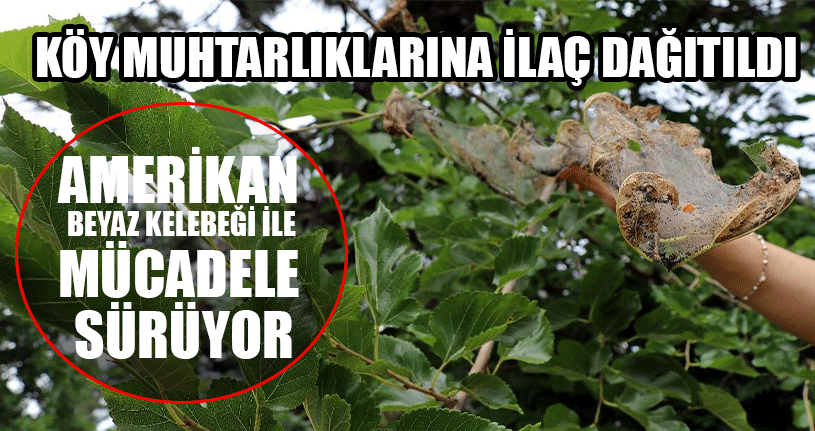 Amerikan Beyaz Kelebeği İle Mücadele Sürüyor