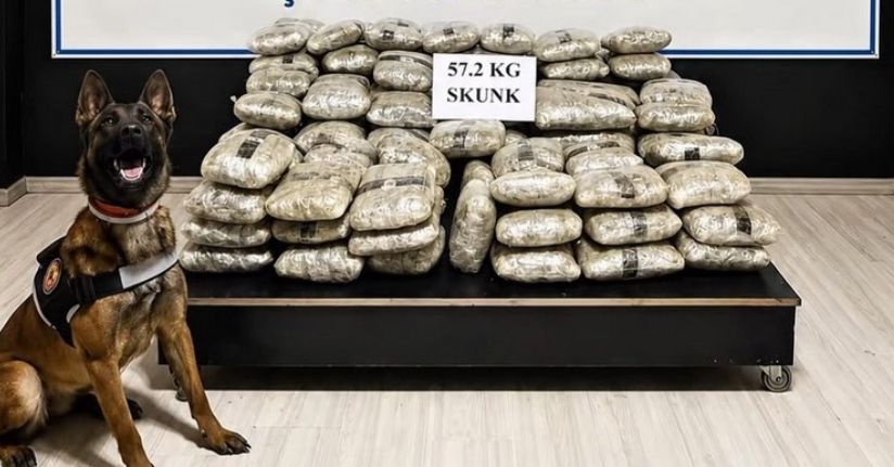 Hakkari’de 57 kilo 200 gram skunk ele geçirildi