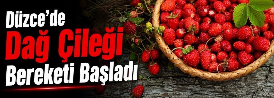 Düzce’de Dağ Çileği Bereketi Başladı