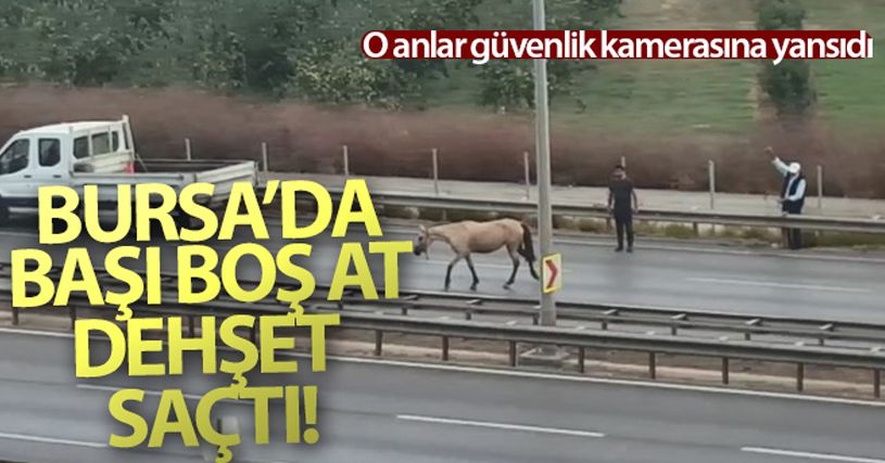 Bursa'da başı boş at dehşet saçtı, o anlar güvenlik kamerasına yansıdı