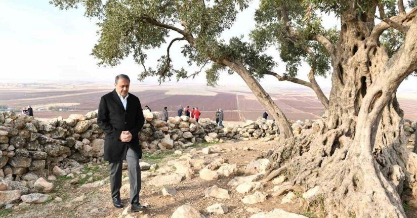 Şanlıurfa’da 1314 yıllık zeytin ağacının çevre düzenlemesi yapılıyor