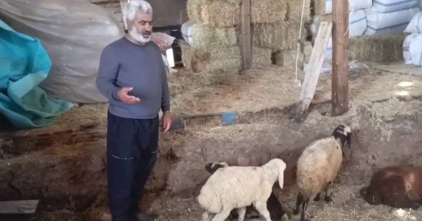 Kurtlar ağıla girdi: 14 koyun telef oldu, 30 hayvan kayboldu