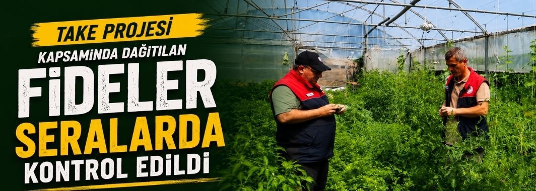 TAKE Projesi Kapsamında Dağıtılan Fideler Seralarda Kontrol Edildi