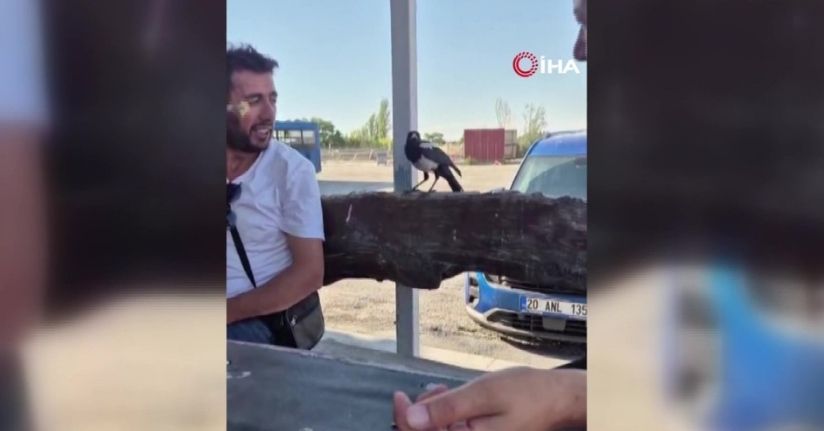 Ankara’da karganın masadaki parayı alıp kaçtığı anlar kamerada