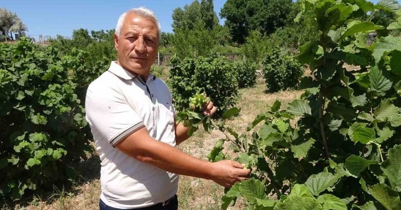 Bozkırın ortasında fındık yetiştirdi