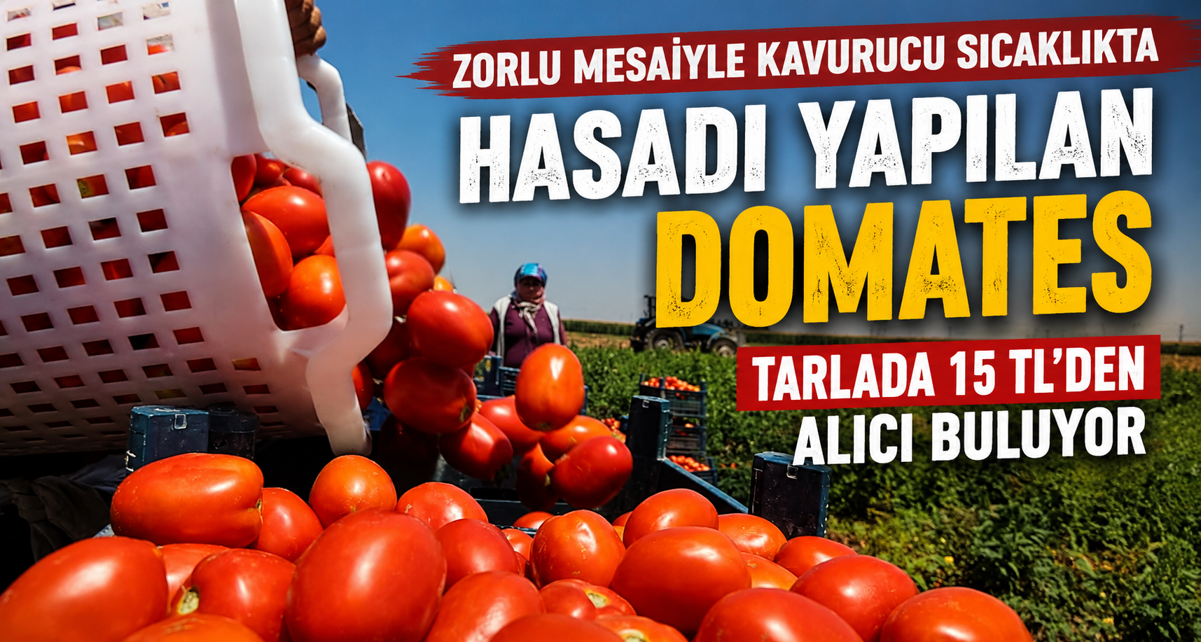 Zorlu mesaiyle kavurucu sıcaklıkta hasadı yapılan domates tarlada 15 TL’den alıcı buluyor