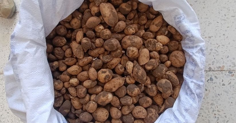 Bingöl’de izinsiz salep toplayan 4 kişi ile biyokaçakçılık yapan 2 kişiye 4 milyon lira ceza