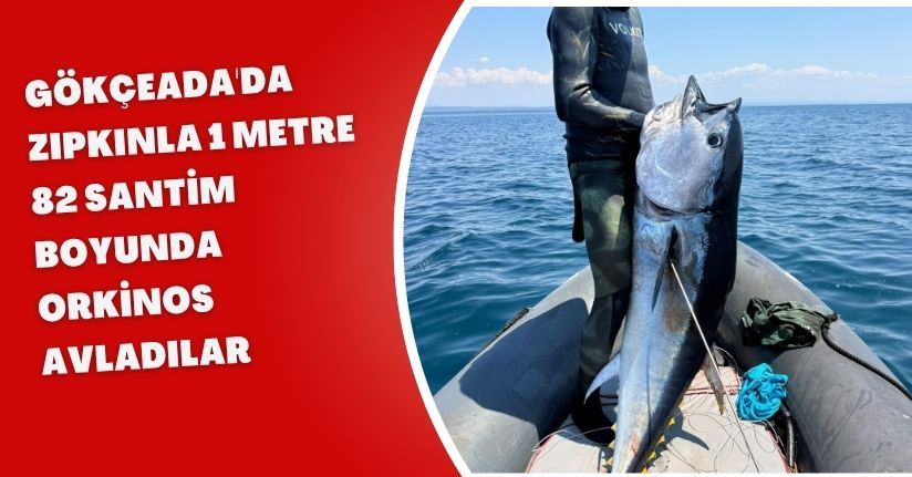Gökçeada'da zıpkınla 1 metre 82 santim boyunda orkinos avladılar