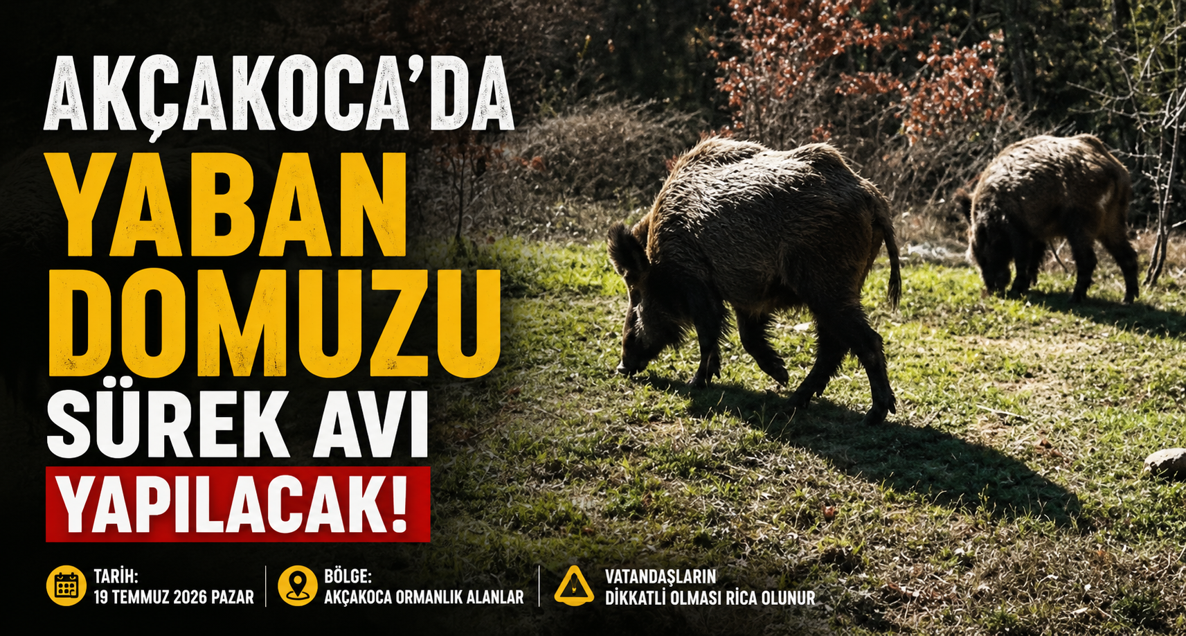 Akçakoca’da yaban domuzu sürek avı yapılacak