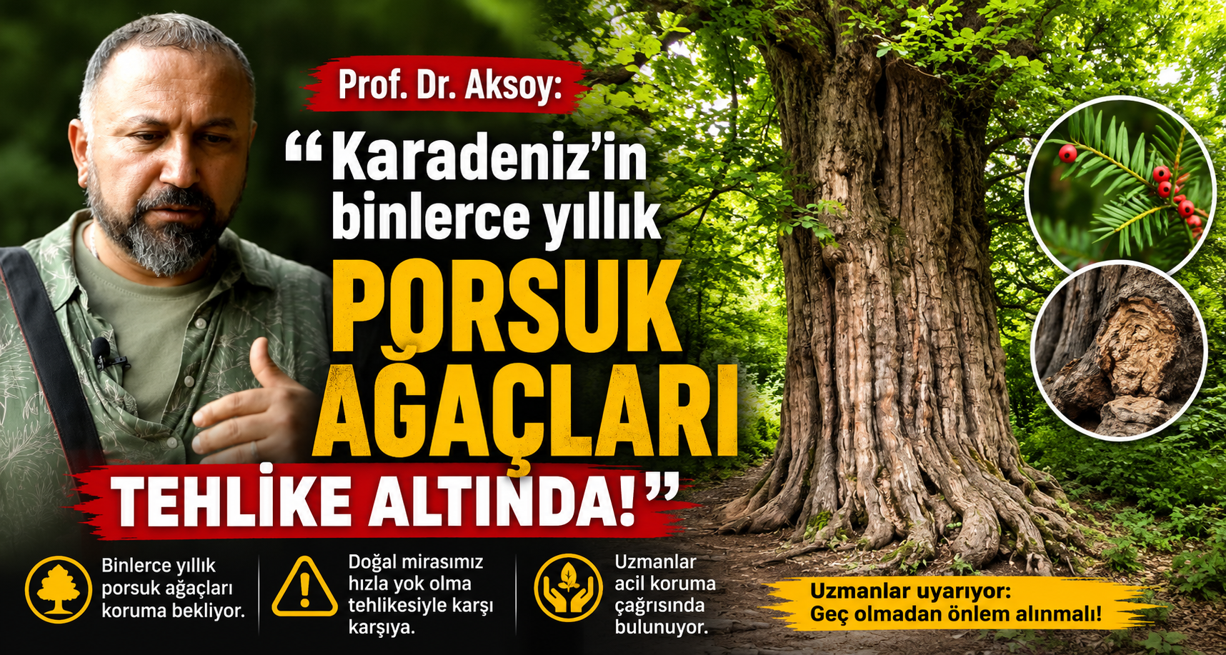 Prof. Dr. Aksoy: Karadeniz’in binlerce yıllık porsuk ağaçları tehlike altında