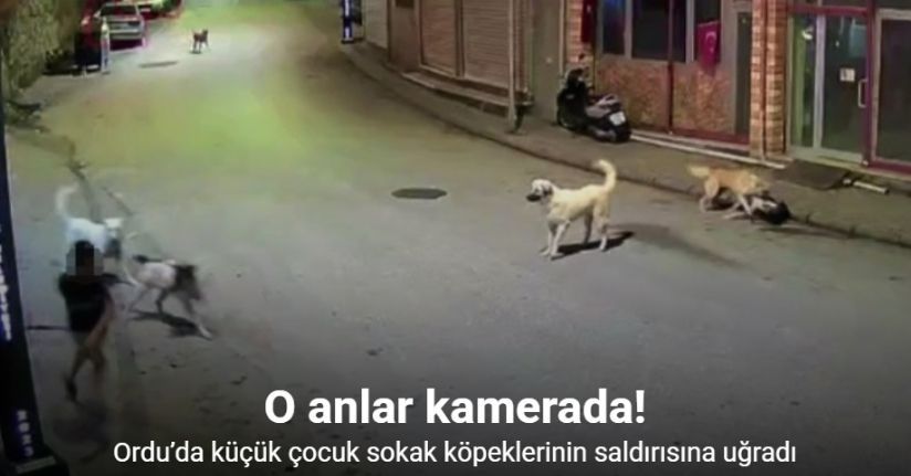 Ordu’da küçük çocuk sokak köpeklerinin saldırısına uğradı