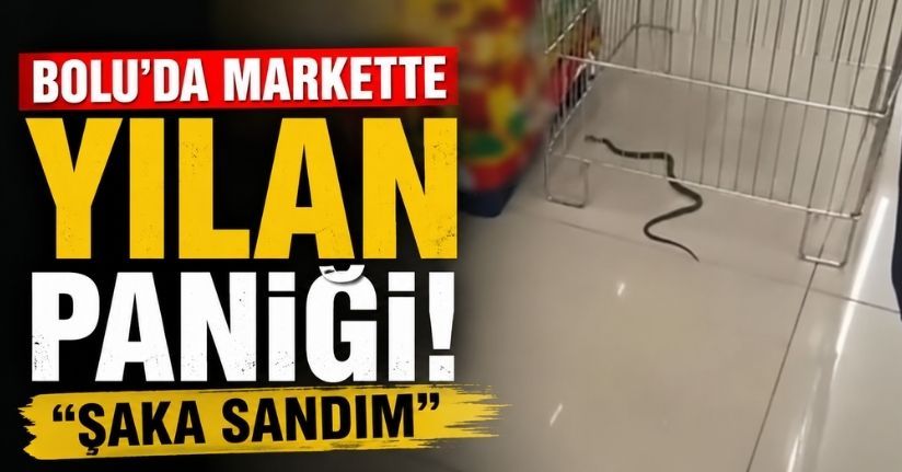Bolu’da markette yılan paniği: