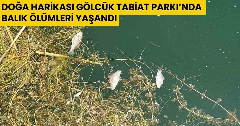 Doğa harikası Gölcük Tabiat Parkı’nda balık ölümleri yaşandı