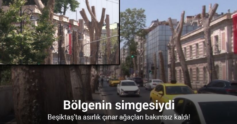 Beşiktaş’ta asırlık çınar ağaçları bakımsız kaldı: Bölgenin simgesi ağaçlar kurudu