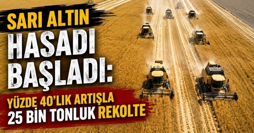 Sarı altın hasadı başladı: Yüzde 40’lık artışla 25 bin tonluk rekolte