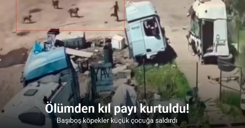 Başıboş köpeklerin saldırısından saniyeler ile kurtuldu