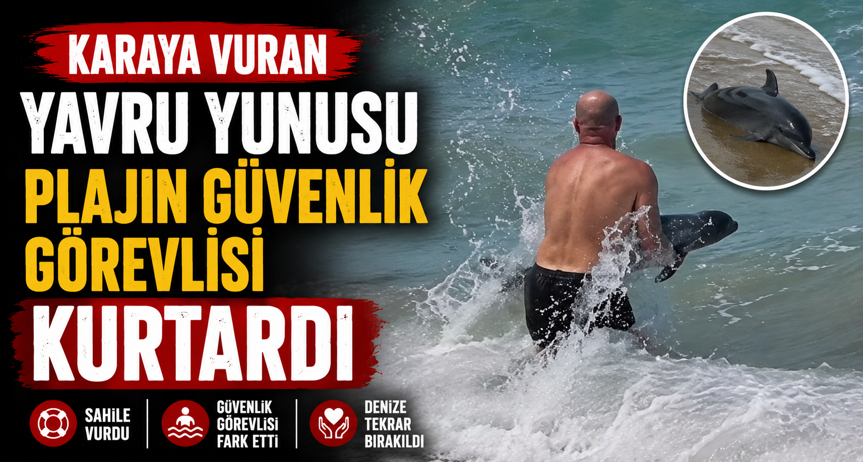 Karaya vuran yavru yunusu plajın güvenlik görevlisi kurtardı