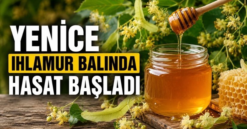 Yenice ıhlamur balında hasat başladı