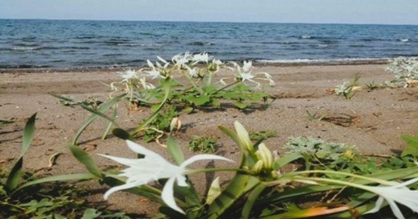 Çevre Kanunu’nu ihlal eden kişiye 699 bin TL idari para cezası