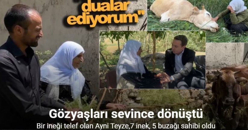 Bir ineği telef oldu, 7 inek, 5 buzağı sahibi oldu