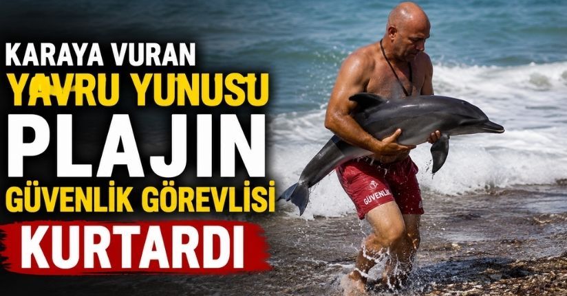 Karaya vuran yavru yunusu plajın güvenlik görevlisi kurtardı