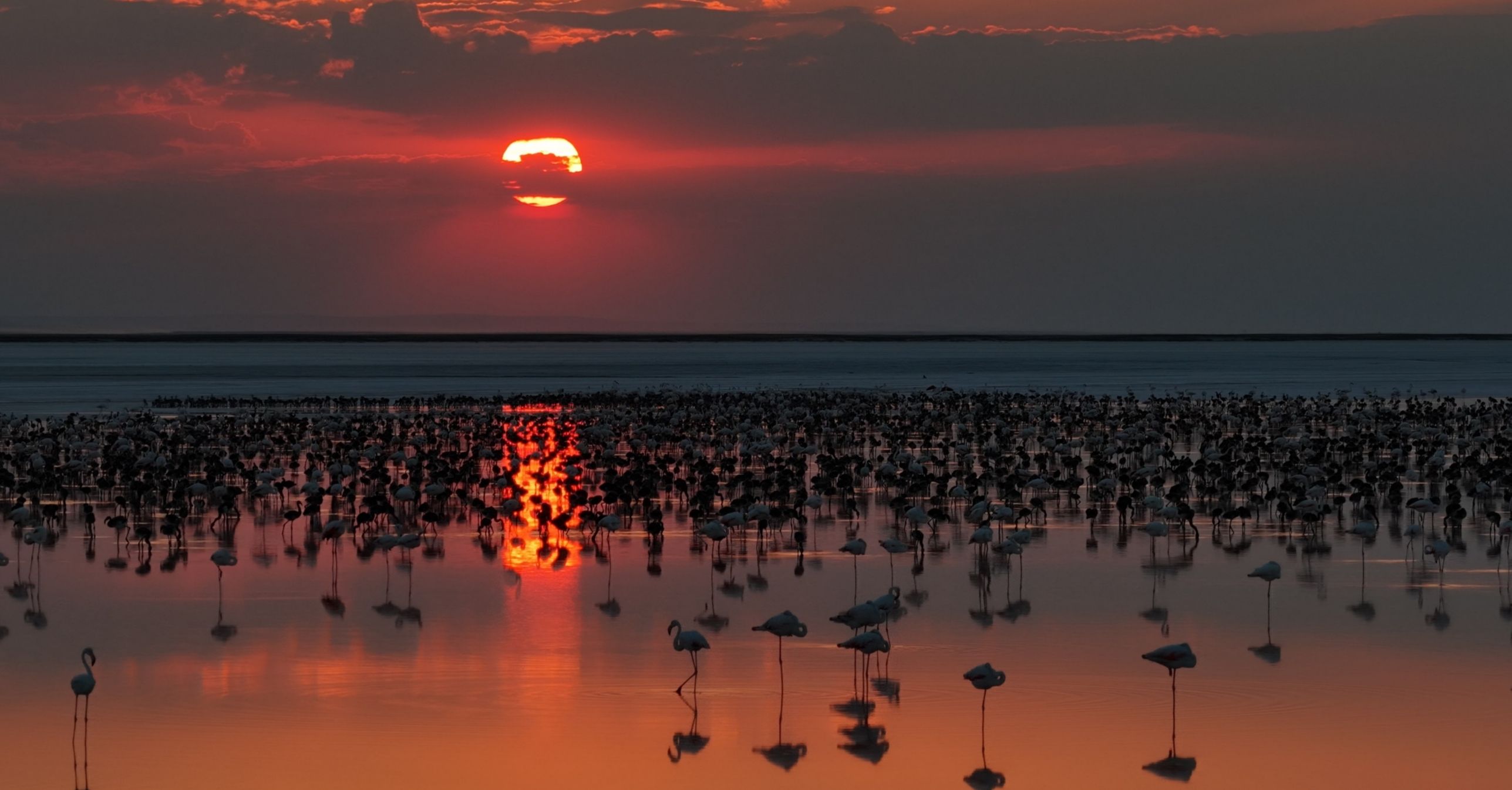 Son 5 yılın en yüksek yavru flamingo sayısına ulaşılan Tuz Gölü’nde eşsiz görüntüler