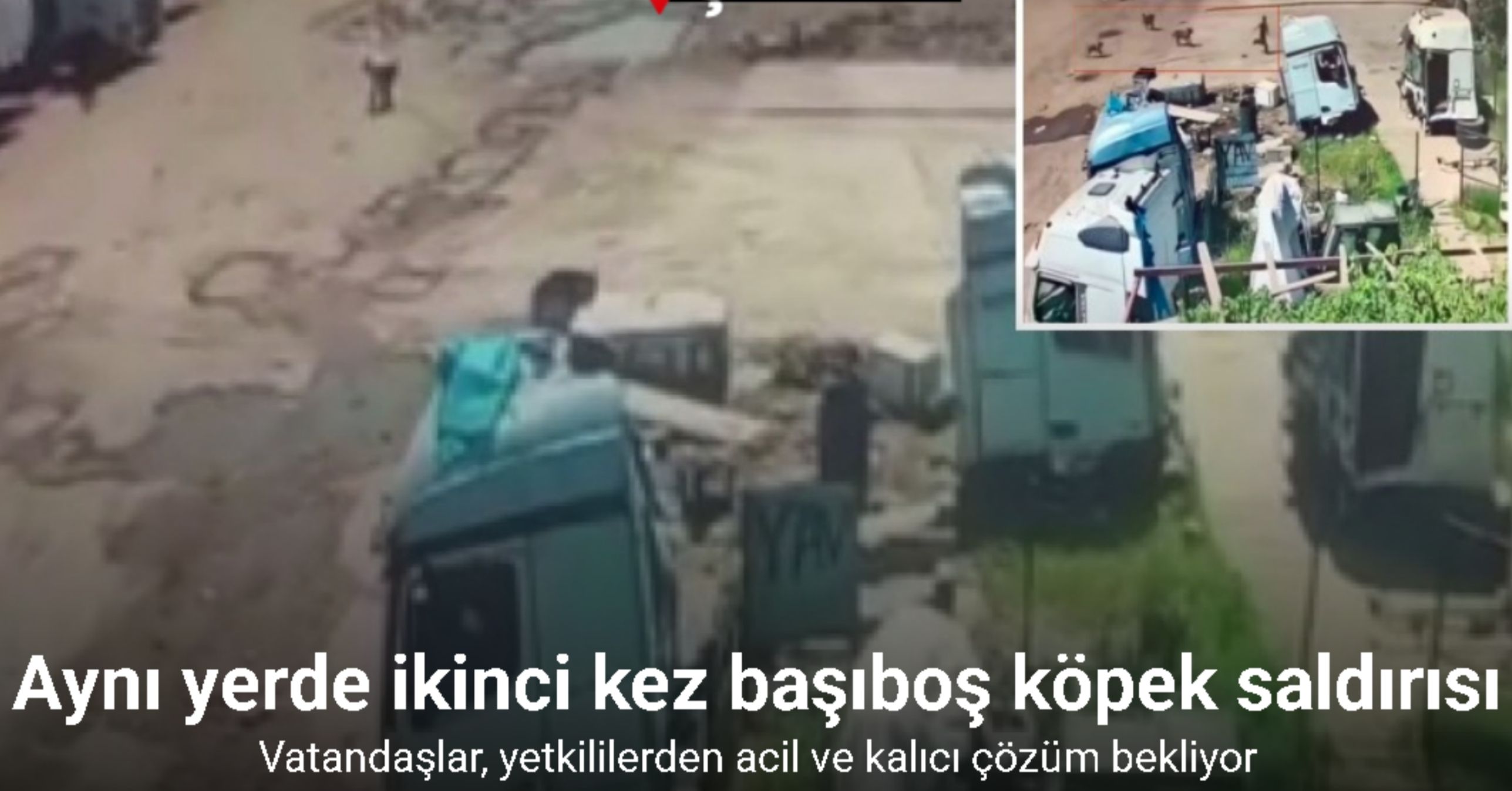 Başıboş köpekler önce küçük çocuğa şimdi de yaşlı adama saldırdı