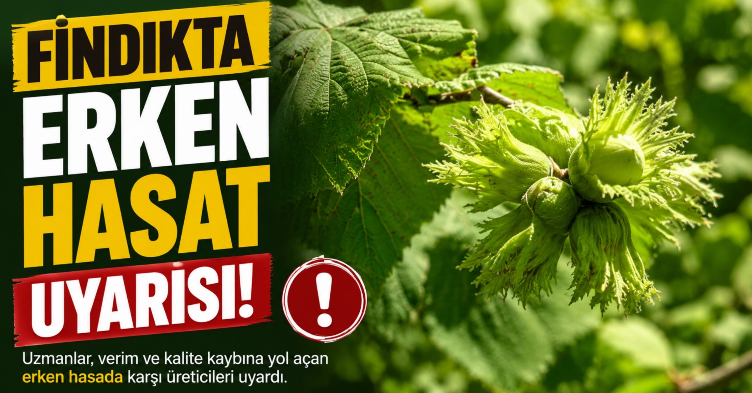 Fındıkta erken hasat uyarısı