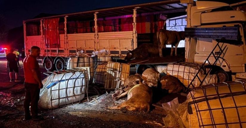 Erzincan’da iki tır çarpıştı: Büyükbaş hayvanlar yola savruldu, 5 hayvan telef oldu