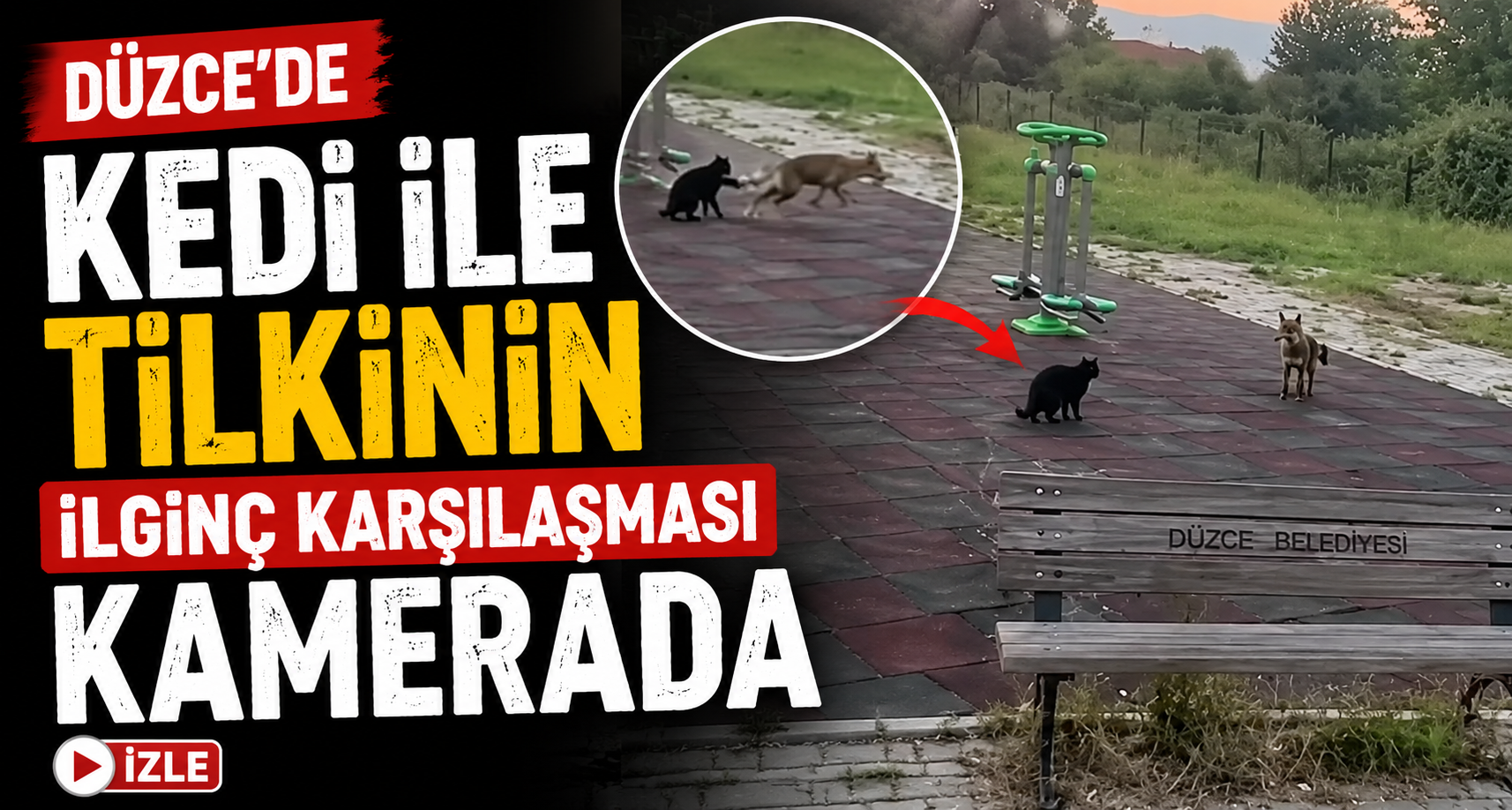 Düzce'de kedi ile tilkinin ilginç karşılaşması kamerada