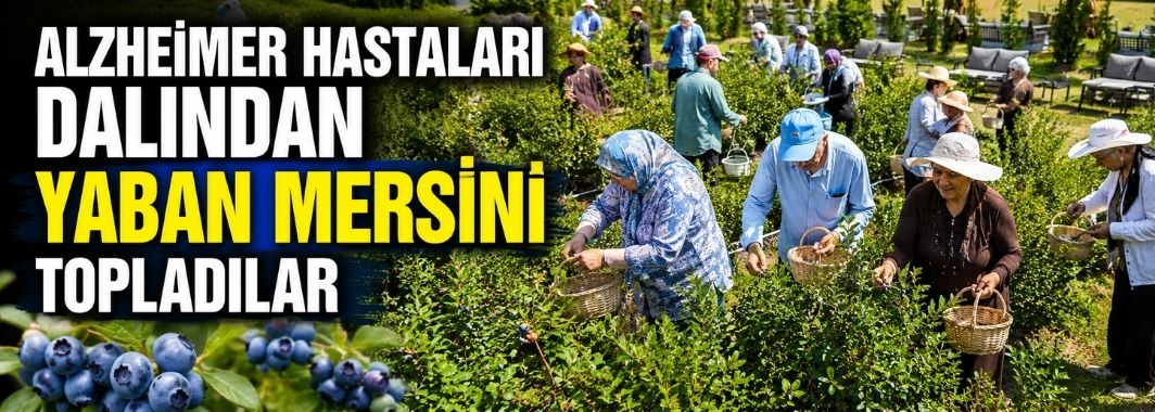 Alzheimer Hastaları Dalından Yaban Mersin’i Topladılar