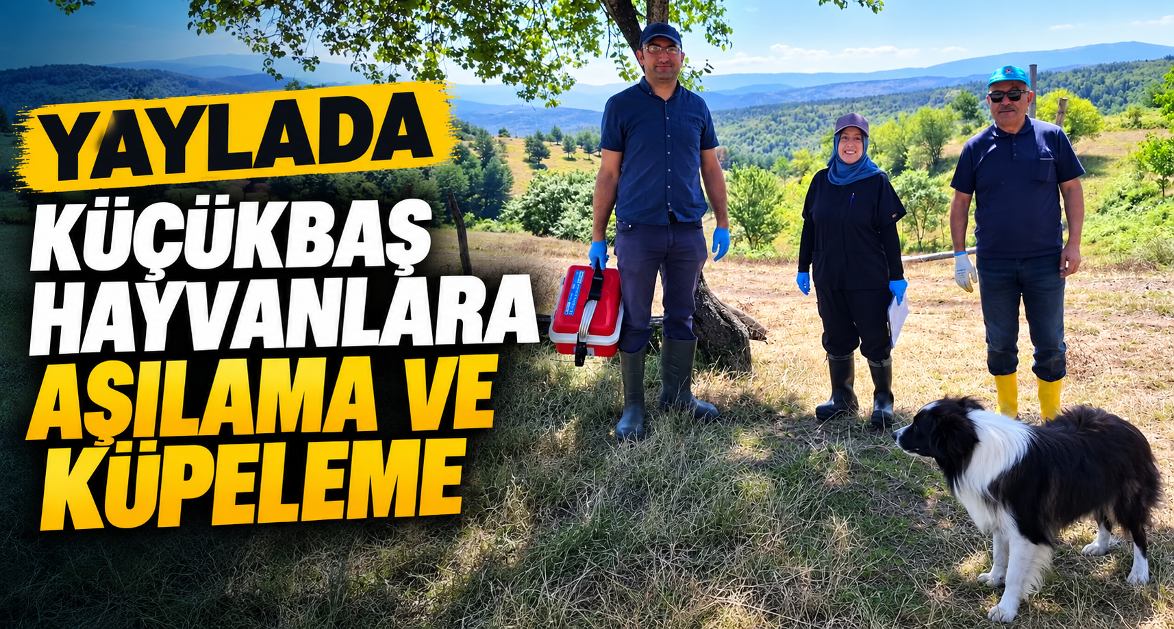 Yaylada Küçükbaş Hayvanlara Aşılama Ve Küpeleme