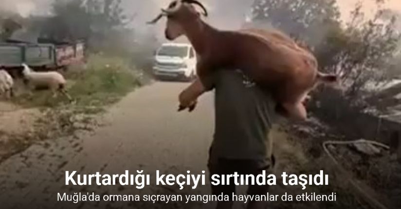 Yangından kurtardığı keçiyi sırtında taşıdı