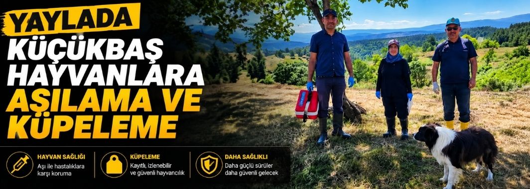 Yaylada Küçükbaş Hayvanlara Aşılama Ve Küpeleme