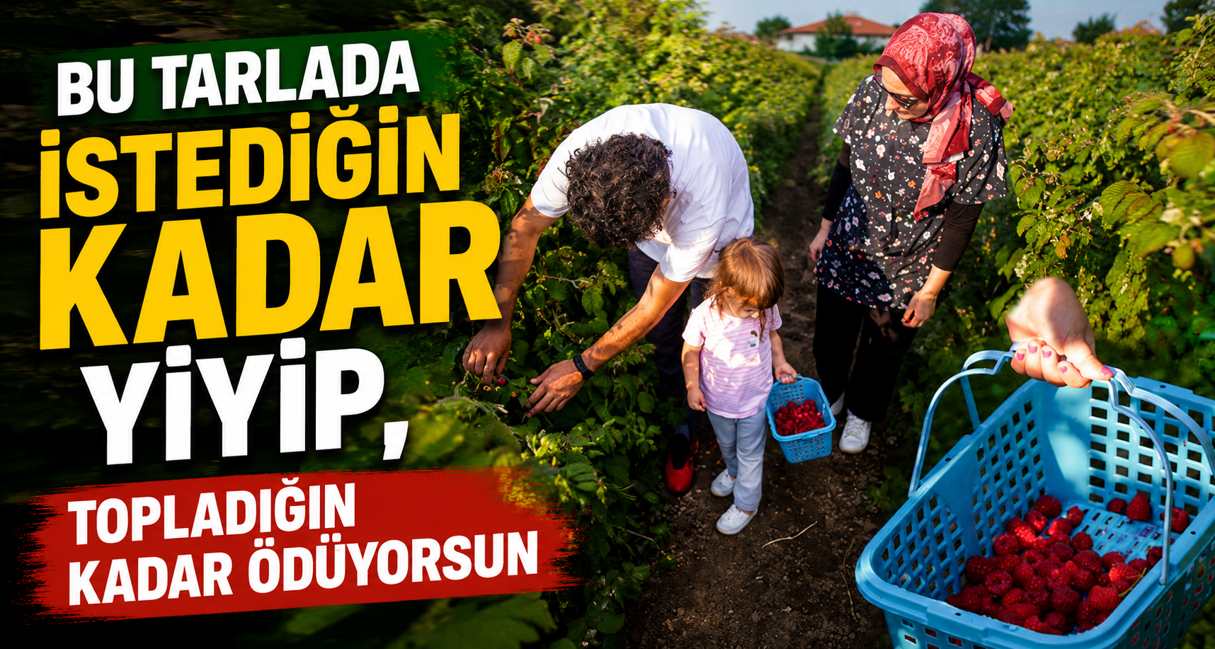 Bu tarlada istediğin kadar yiyip, topladığın kadar ödüyorsunBu tarlada istediğin kadar yiyip, topladığın kadar ödüyorsun