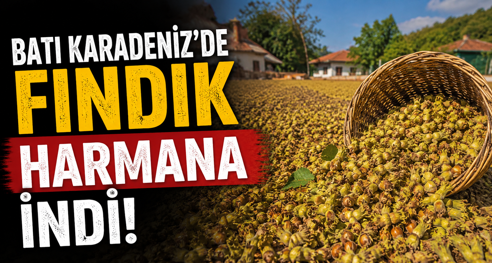 Batı Karadeniz’de fındık harmana indi