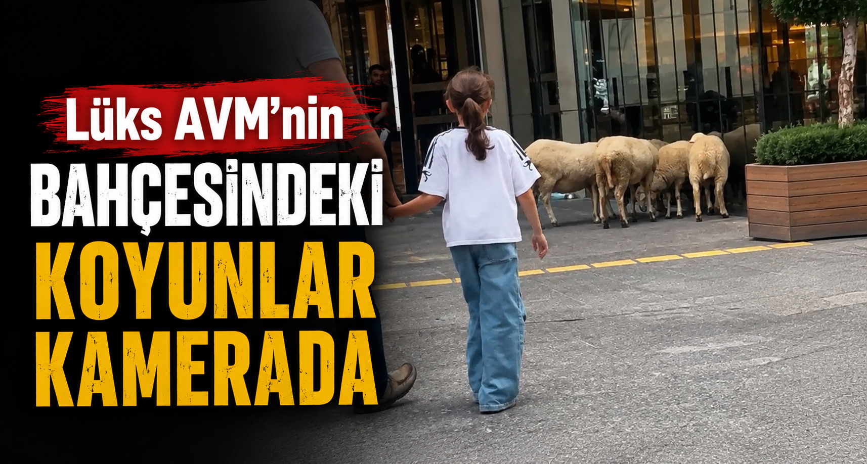 Lüks AVM'nin bahçesindeki koyunlar kamerada