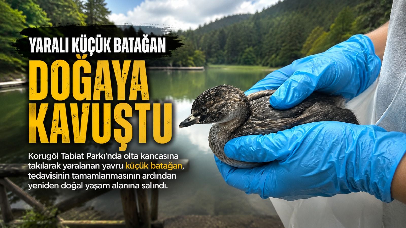 Olta Kancasına Takılan Yavru Küçük Batağan Doğaya Döndü