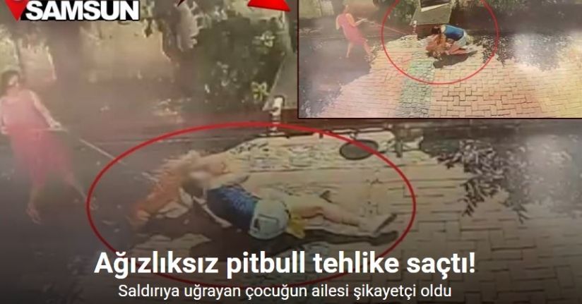 Samsun’da pitbull dehşeti: Küçük kızı yere savurdu, köpeğini ise ağır yaraladı