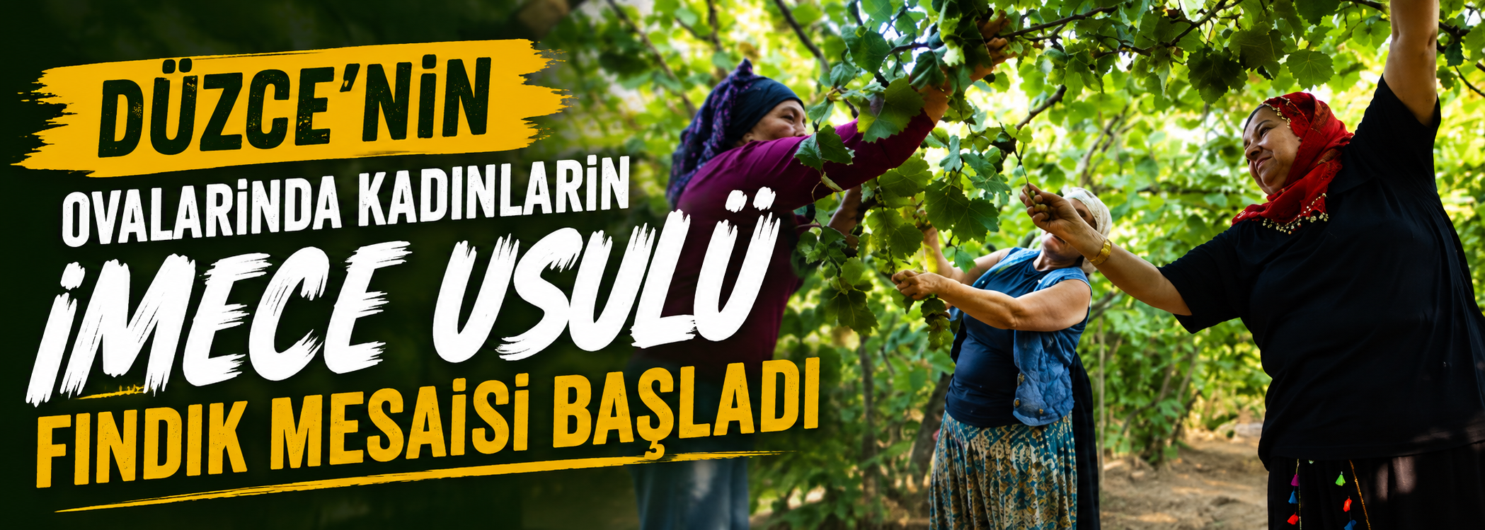 Düzce'nin ovalarında kadınların imece usulü fındık mesaisi başladı
