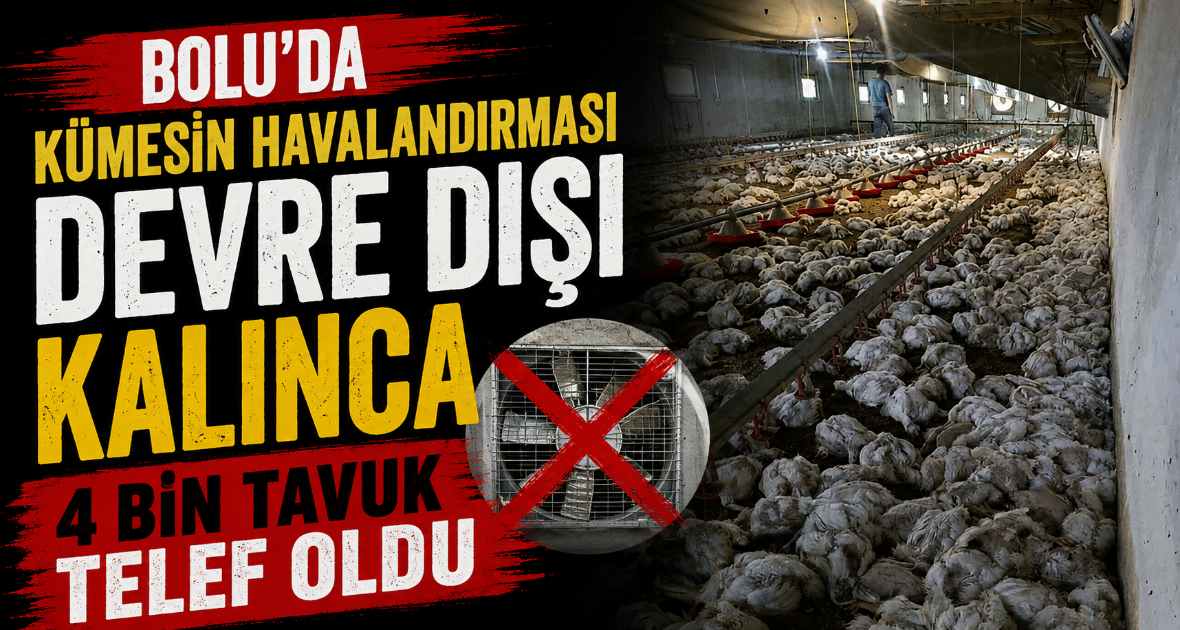 Bolu’da kümesin havalandırması devre dışı kalınca 4 bin tavuk telef oldu