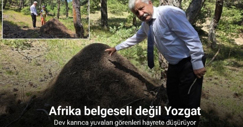 Afrika belgeseli değil Yozgat: Dev karınca yuvaları görenleri hayrete düşürüyor