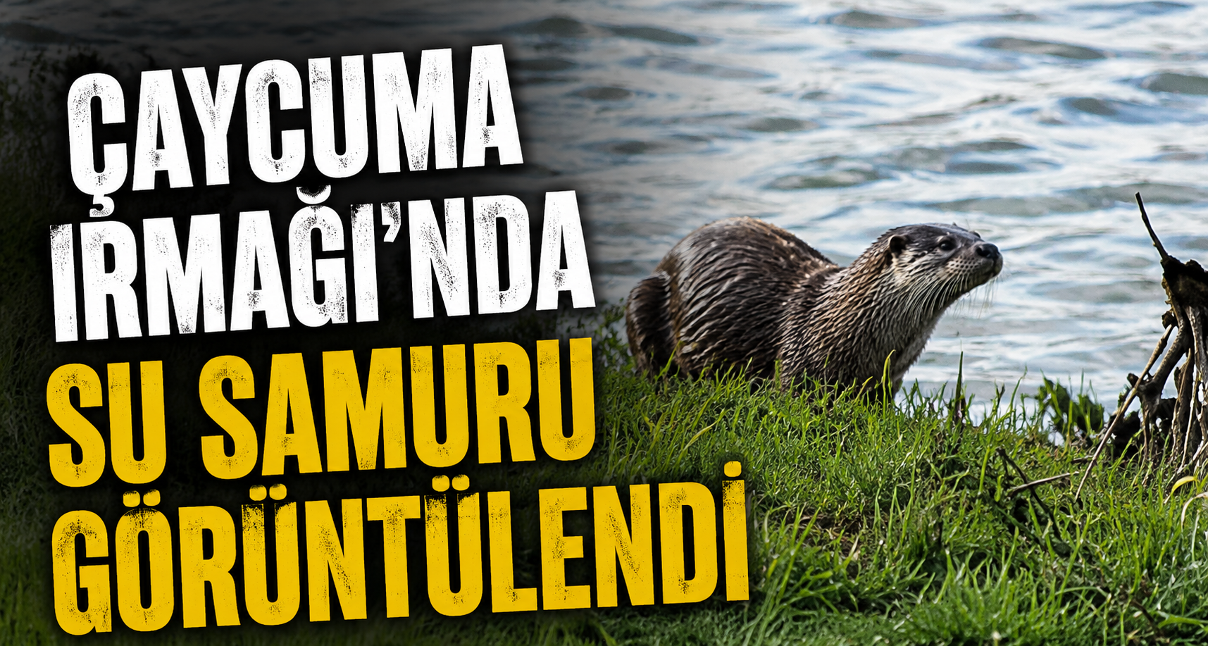 Çaycuma Irmağı’nda su samuru görüntülendi